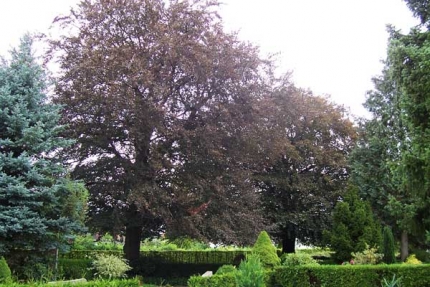 Bild 2 von 2 Blutbuchen westlich der Friedhofskapelle